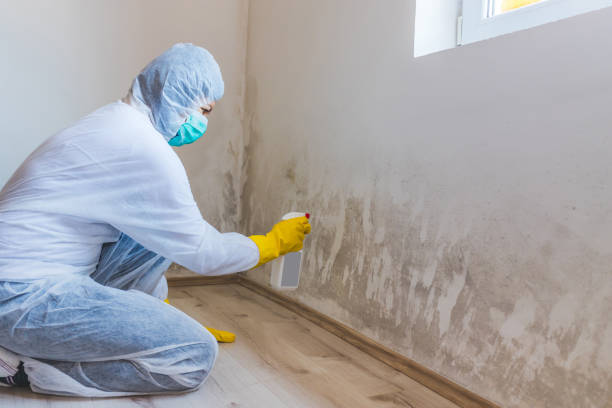 Licensed Basement Mold Remediation service in Fayetteville, NC - Mold Remediation HQ